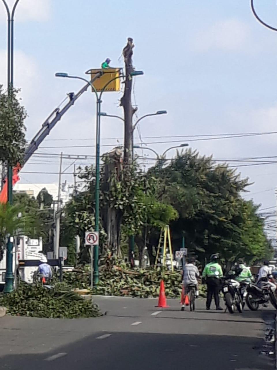 Portoviejo Árbol en la avenida Manabí no fue talado, sino podado