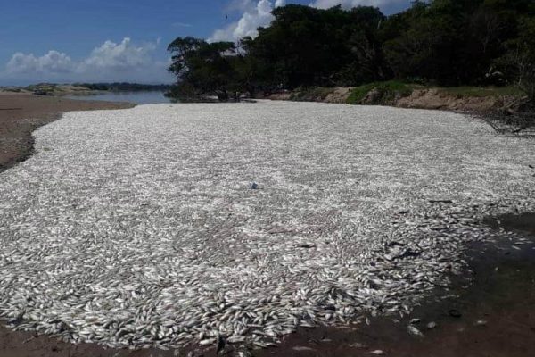 Honduras Investigan la muerte de miles de peces en una laguna en el Caribe hondureño